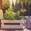From Windowsill to Table: A Chef’s Guide to Growing and Using Fresh Herbs