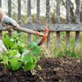The Science Behind Organic Mulching and Its Benefits