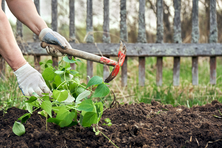 The Science Behind Organic Mulching and Its Benefits
