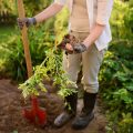 Companion Planting and Garden Layout: What Goes Where and Why