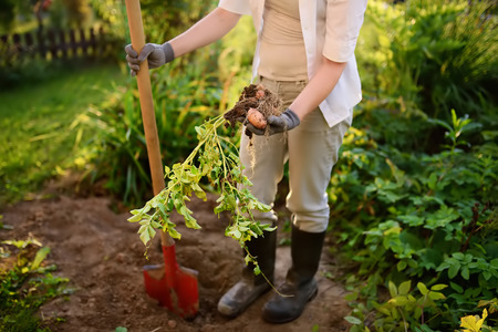 Companion Planting and Garden Layout: What Goes Where and Why