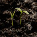 Frost Dates and Spring Planting: Timing Your Seeds Just Right
