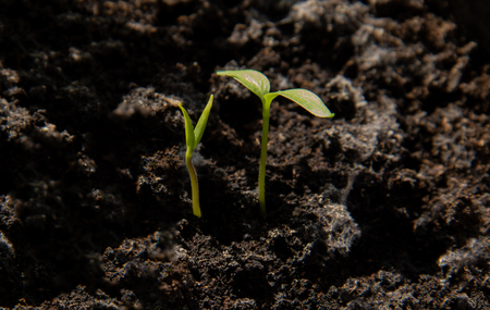 Frost Dates and Spring Planting: Timing Your Seeds Just Right