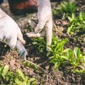Cool-Season Crops That Thrive in Early Spring