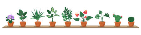 Spring Transitions: Waking Up Your Plants