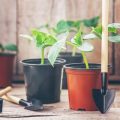 Watering Your Houseplants the Right Way: A Complete Care Guide
