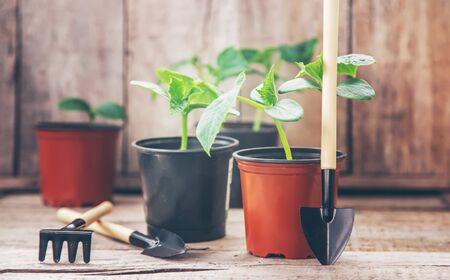 Watering Your Houseplants the Right Way: A Complete Care Guide