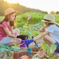 Beginner’s Guide to Native Plant Landscaping in Suburban America