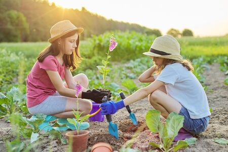 Beginner’s Guide to Native Plant Landscaping in Suburban America
