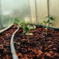 Troubleshooting Common Grow Light Problems in Indoor Gardening