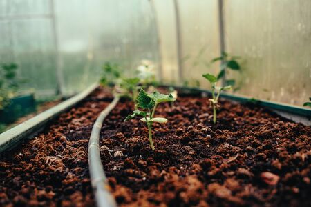 Troubleshooting Common Grow Light Problems in Indoor Gardening