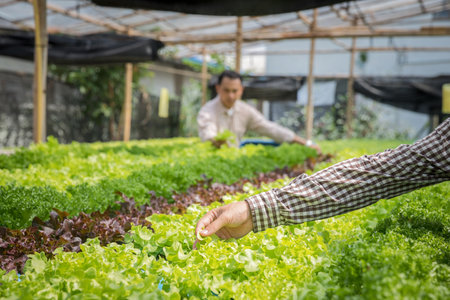 The Science Behind Hydroponics: How Plants Thrive Without Soil