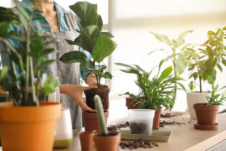 How to Grow Leafy Greens and Vegetables Indoors Using Grow Lights