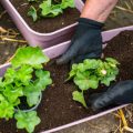 Regional Native Plant Landscaping Ideas for the Pacific Northwest