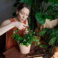 Preventing and Treating Pests on Indoor Plants Using Organic Methods