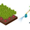 Companion Planting for Backyard Vegetable Gardens: What Works Best Together