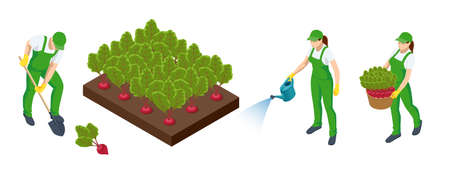 Companion Planting for Backyard Vegetable Gardens: What Works Best Together
