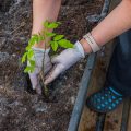 Water Conservation Design Principles for New Garden Installations
