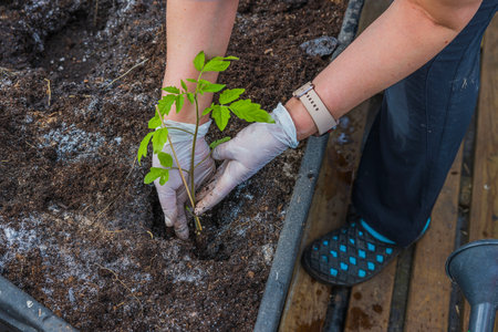 Water Conservation Design Principles for New Garden Installations