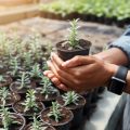 How to Build a Zero-Waste Greenhouse: Materials, Methods, and Maintenance