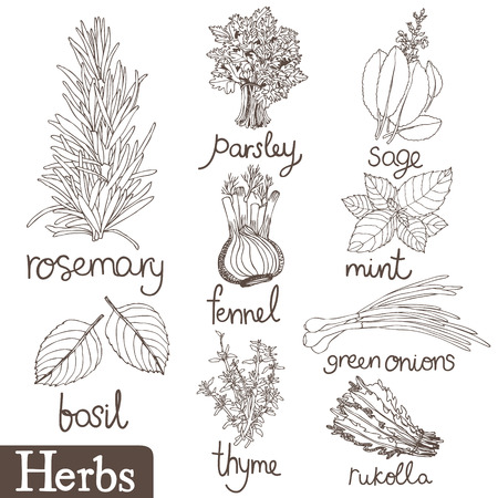 How to Harvest and Store Homegrown Herbs from Your Indoor Garden