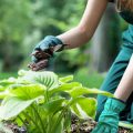 Maximizing Yield in Raised Beds: Vertical Gardening and Companion Planting
