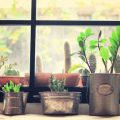 Top 20 Easiest Houseplants for Beginners and How to Care for Them
