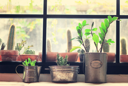 Top 20 Easiest Houseplants for Beginners and How to Care for Them