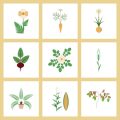 Indoor Herbs Under Grow Lights: How to Grow Basil, Thyme, and More All Year Round