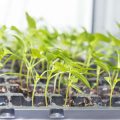 Balancing pH and EC Levels in Hydroponic Gardening: A Practical Guide