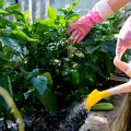 How to Integrate Edible Plants into Existing Ornamental Landscapes
