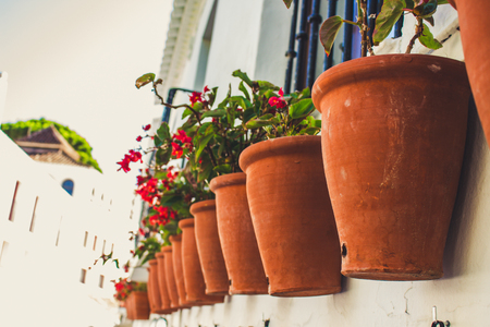 Container Gardening in the Summer: Tips for Urban and Small Spaces