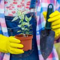 The Role of Soil Health in Fungal Disease Prevention and Management