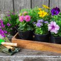 Growing Heirloom and Rare Varieties in Your Cut Flower Garden