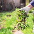 Herb Garden Monthly Maintenance: A Beginner’s Timeline