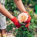Seasonal Maintenance Checklist for All Your Garden Tools