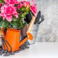 Snow Removal Tools for the Winter Gardener: Shovels, Blowers, and More