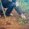 Using Native Plants for All-Season Landscaping in Different U.S. Regions
