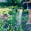 Understanding Plant Hardiness Zones and Climate-Related Garden Terms