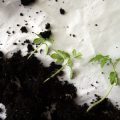 Mycorrhizal Fungi vs. Pathogenic Fungi: Friends and Foes in Your Soil