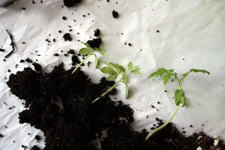 Mycorrhizal Fungi vs. Pathogenic Fungi: Friends and Foes in Your Soil