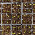 From Seeds to Harvest: Beginner-Friendly Plants You Can Grow from Seed