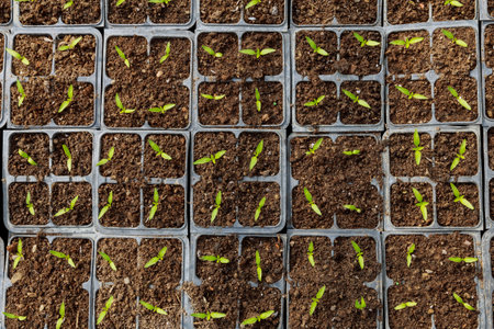 From Seeds to Harvest: Beginner-Friendly Plants You Can Grow from Seed