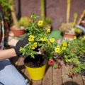 Creating a Perennial Garden That Thrives Through Every Season