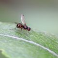 Identifying Flying Insects in the Garden: Bees, Wasps, Flies and Their Impact