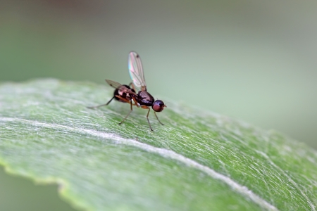 Identifying Flying Insects in the Garden: Bees, Wasps, Flies and Their Impact