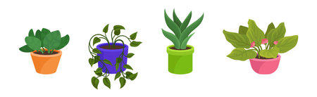 Common Soil-Borne Fungal Diseases in the U.S.
