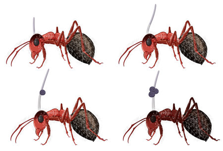 The Role of Bees in Pollination and Ecosystem Health