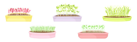 Top Easy-to-Grow Vines for Beginners