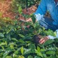 Timing is Everything: Gardening by Seasons to Maximize Yield and Minimize Cost